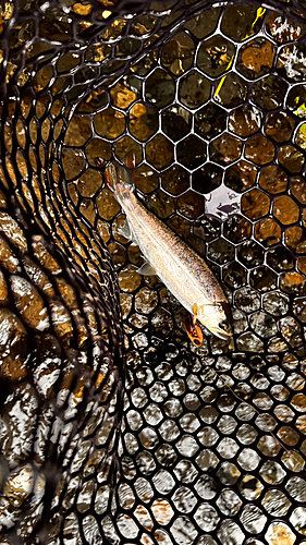 アマゴの釣果