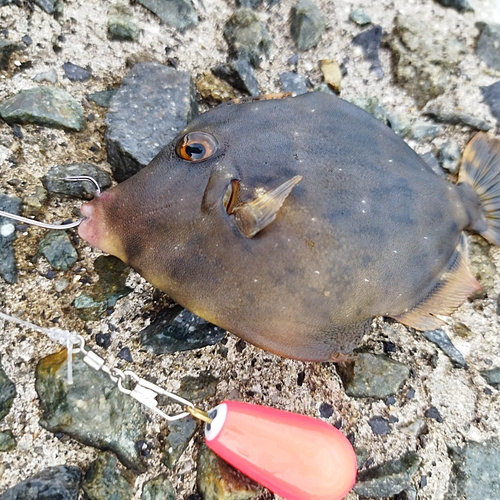 カワハギの釣果