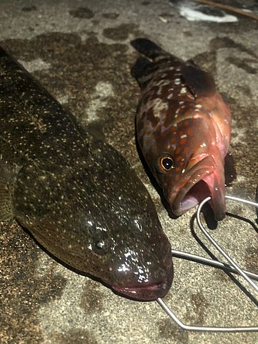 マゴチの釣果