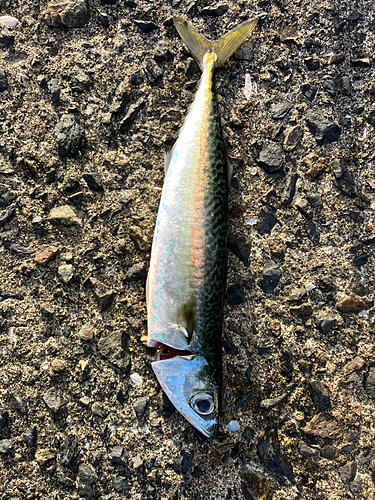 サバの釣果