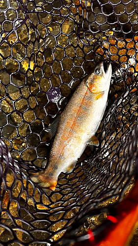 アマゴの釣果