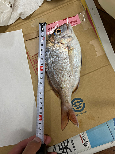 タイの釣果