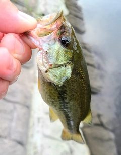 ラージマウスバスの釣果