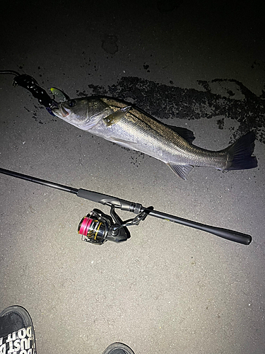 シーバスの釣果