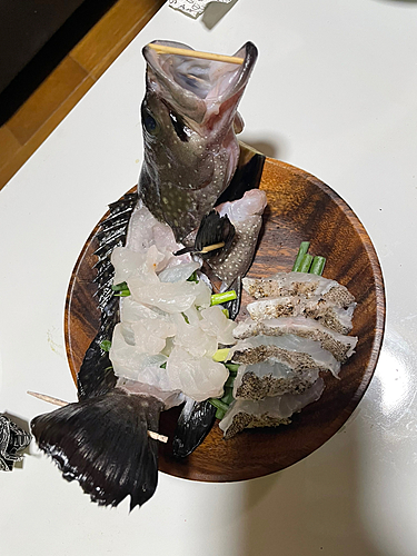 ハクテンハタの釣果