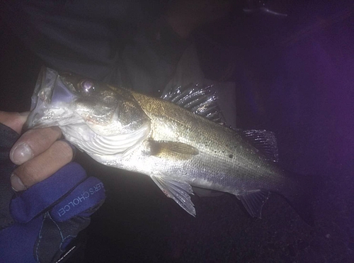 スズキの釣果