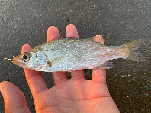 ヒラスズキの釣果