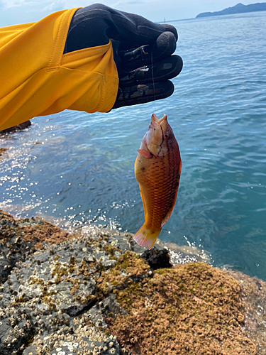 ベラの釣果