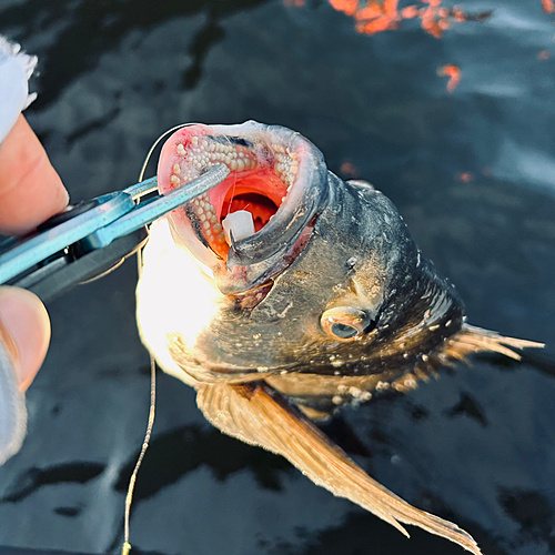 クロダイの釣果