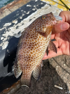 オオモンハタの釣果