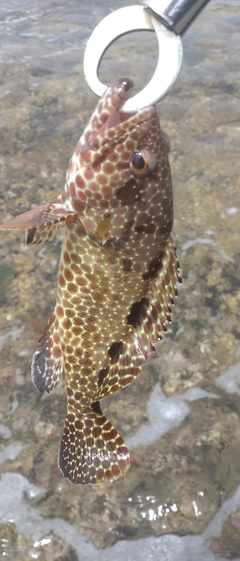 カンモンハタの釣果