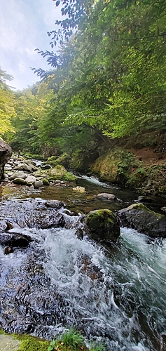 ウグイの釣果