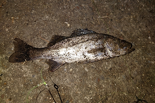 セイゴ（マルスズキ）の釣果