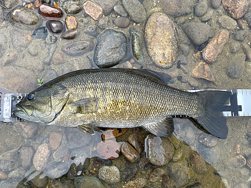 スモールマウスバスの釣果