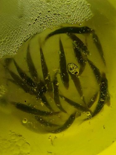 アジの釣果
