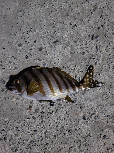 アイゴの釣果