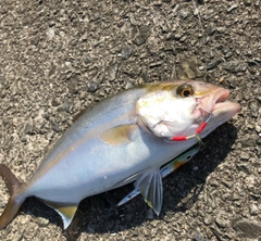 ショゴの釣果