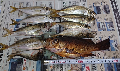 マアジの釣果