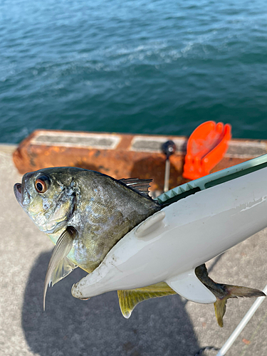 シマアジの釣果