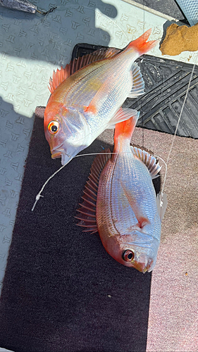 レンコダイの釣果