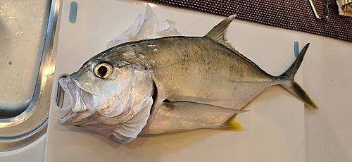 オニヒラアジの釣果