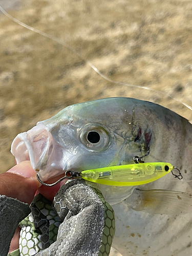 クロヒラアジの釣果