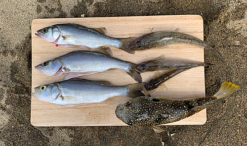 セイゴ（マルスズキ）の釣果