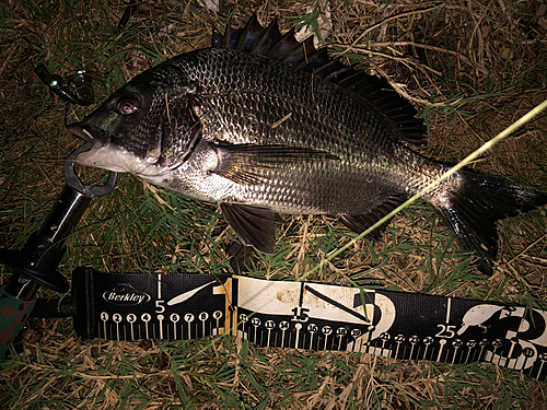 クロダイの釣果