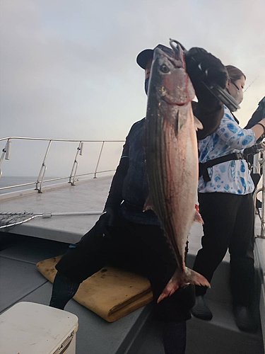 ハガツオの釣果