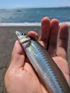 シロギスの釣果