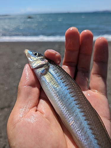 シロギスの釣果