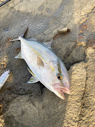 ショゴの釣果