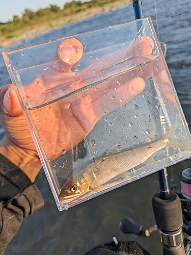 アユの釣果