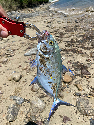 ナンヨウカイワリの釣果