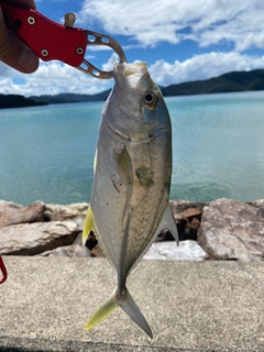 オニヒラアジの釣果