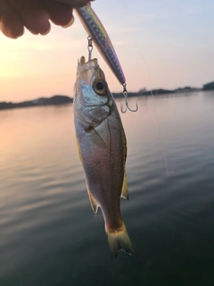 セイゴ（マルスズキ）の釣果