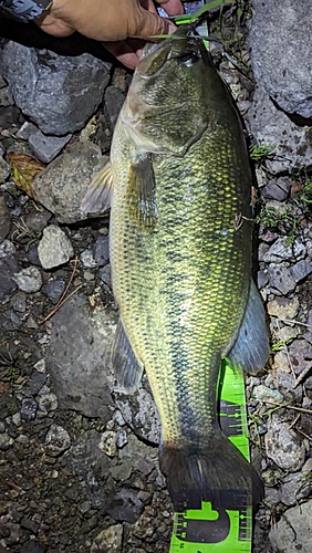 ブラックバスの釣果