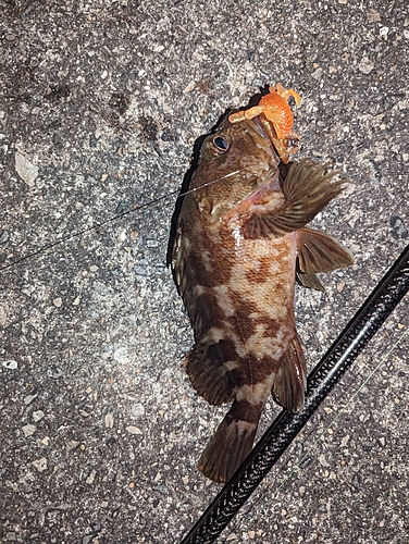 カサゴの釣果