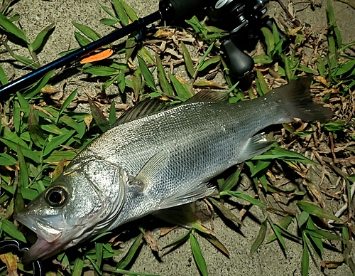 セイゴ（マルスズキ）の釣果