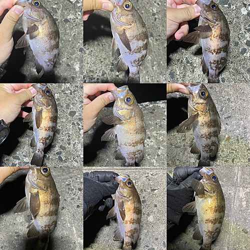 シロメバルの釣果