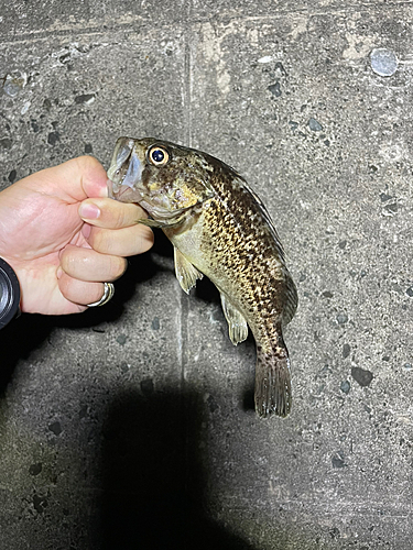 クロソイの釣果