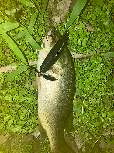 ラージマウスバスの釣果