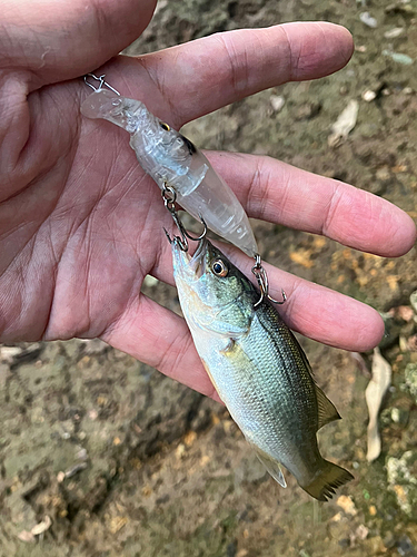 ラージマウスバスの釣果