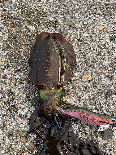 アオリイカの釣果