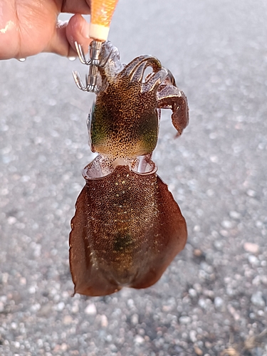 アオリイカの釣果