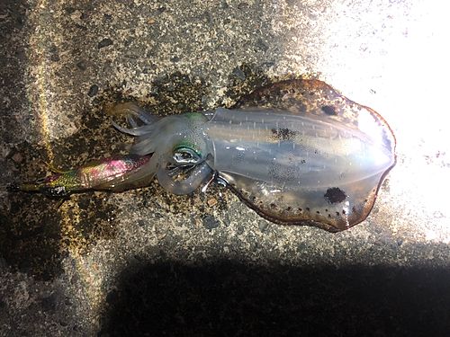 アオリイカの釣果