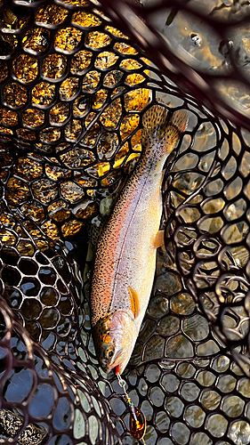 ニジマスの釣果