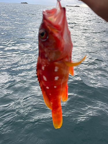 アカハタの釣果