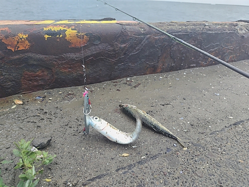 サバの釣果