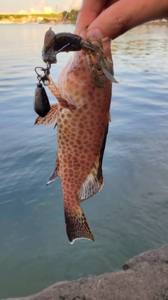 オオモンハタの釣果